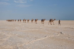 stliches Afrika, thiopien: Abessinisches Hochland bis Wste Danakil - Kamele in der Danakil