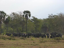 Sdliches Afrika, Zimbabwe - Mozambique: Pionier-Expedition - Elefantenherde