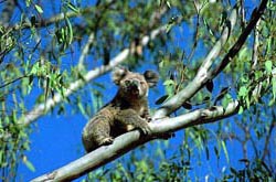Australien - Koala im Baum