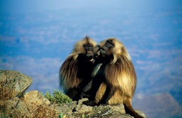 Ostafrika, thiopien: Vom Abessinischen Hochland in die Wste Danakil - Endemische Rotbrustpaviane