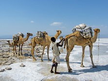 Ostafrika, thiopien: Vom Abessinischen Hochland in die Wste Danakil - Kamele - Trger in der Wste