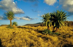 Ostafrika, thiopien: Vom Abessinischen Hochland in die Wste Danakil - Palmen im Hochland