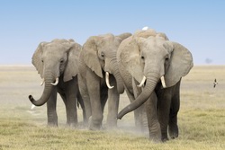 Ostafrika, Kenia: Safari-Hhepunkte und Indischer Ozean - Elefanten