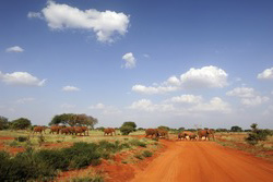 Ostafrika, Kenia: Safari-Hhepunkte und Indischer Ozean - Elefantenherde