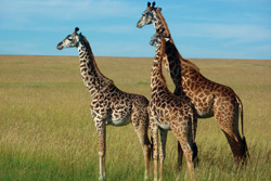 Ostafrika, Kenia: Safari-Hhepunkte und Indischer Ozean - Giraffen Maasai Mara