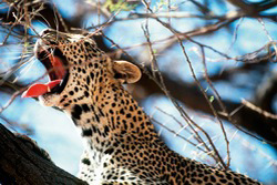 Ostafrika, Kenia: Safari-Hhepunkte und Indischer Ozean - Leopard