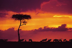 Ostafrika, Kenia: Safari-Hhepunkte und Indischer Ozean - Sonnenuntergang