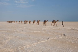 stliches Afrika, thiopien: Abessinisches Hochland bis Wste Danakil - Kamele in der Danakil