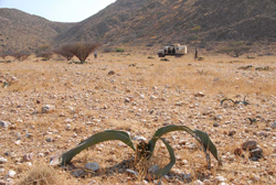 Sdliches Afrika: Angola - Angola Pionierexpedition - Welwitschia-Pflanze vor Expeditionsfahrzeug im Iona-Nationalpark
