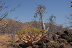 Sdliches Afrika: Angola - Angola Pionierexpedition - Flaschenbaum neben einer Buschpiste