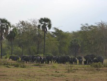 Sdliches Afrika, Zimbabwe - Mozambique: Pionier-Expedition - Elefantenherde