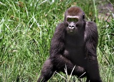 Zentrales Afrika, Kamerun - Zentralafrika: In die Tiefen des Regenwaldes - Gorilla