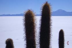 Sdamerika, Chile – Bolivien – Peru – Ecuador: Hhepunkte der Andenstaaten - Kaktus