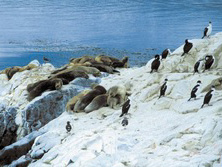 Sdamerika, Chile: Feuerland & Patagonien - Beagles 