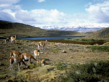 Sdamerika, Chile: Feuerland & Patagonien - Guanakos