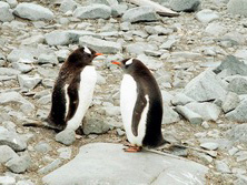 Sdamerika, Chile: Feuerland & Patagonien - Pinguine