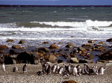 Sdamerika, Chile: Feuerland & Patagonien - Pinguinkolonie