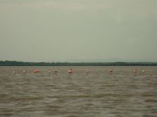 Sdamerika - Kolumbien: Expedition in die verlorene Stadt - Flamingos auf Guajira