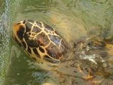 Sdamerika - Kolumbien: Expedition in die verlorene Stadt - Wasserschildkrten auf Guajira