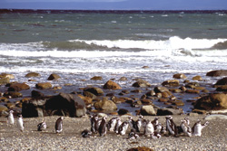 Südamerika, Chile - Argentinien: Patagonien - Pinguine