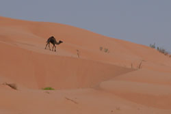 Arabien, Orient, Oman: Einsames Kamel in der Rub-al Khali-Sandwste