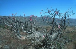 Arabische Halbinsel, Oman: Expedition Wstengebirge – Dhofar – Rub al-Khali und Oasen - Drachenbaum bei Dhofar