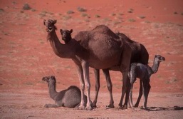 Arabische Halbinsel, Oman: Expedition Wstengebirge – Dhofar – Rub al-Khali und Oasen - Wstenkamele 