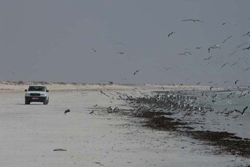 Arabische Halbinsel, Oman: Expedition Wstengebirge – Dhofar – Rub al-Khali und Oasen - Strandfahrt am Arabischen Meer