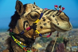 Sdliches Asien, Indien: Zauberhaftes Rajasthan - Kamel in Pushkar