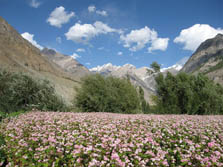 Sdasien, Pakistan: Farbenpracht und Vielfalt zu Fen des Karakorum - Aramdu