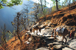 Südasien, Nepal: Trekkingrundreise - Große Annapurna-Runde - Träger-Esel
