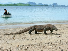 Sdostasien, Indonesien: Orang-Utans, Drachen und Vulkane - Komodo-Waran