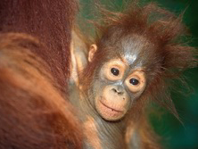 Sdostasien, Indonesien: Orang-Utans, Drachen und Vulkane - Orang-Utan auf Sumatra