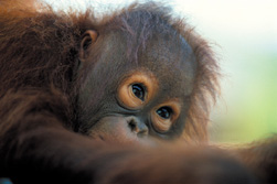 Sdostasien: Malaysia / Borneo - Sinfonie tropischer Grntne - Affenbaby