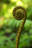 Sdostasien: Malaysia / Borneo - Sinfonie tropischer Grntne 