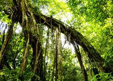 Sdostasien: Malaysia / Borneo - Sinfonie tropischer Grntne - Tropischer Regenwald