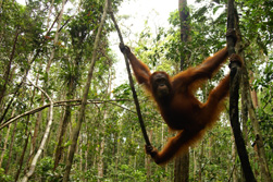 Sdostasien: Malaysia / Borneo - Sinfonie tropischer Grntne - Orang Utan im Regenwald