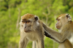 Sdostasien: Malaysia / Borneo - Sinfonie tropischer Grntne - Zwei Affen