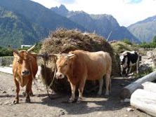 Vorderasien, Georgien: Swanetien - Wandern in Swanetien und der Kasbek-Region - Landleben in Georgien