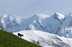 Vorderasien, Georgien: Swanetien - Wandern in Swanetien und der Kasbek-Region - Weide vor dem groen Kaukasus