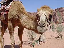 Vorderasien, Orient: Jordanien-Erlebnisreise - Kamel in der Wüste