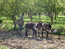 Vorderasien - Trkei: Lykien - Wandern und Entspannen im Gebirge und am Meer - Einheimischer bei der Feldarbeit