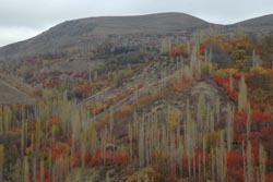 Vorderasien, Iran: Bizarrer Pflanzenwuchs