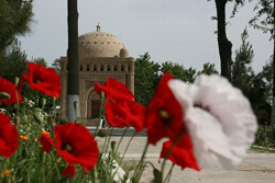 Zentralasien, Usbekistan: Morgenland aus „Tausendundeiner Nacht“ - Mohnblumen