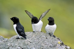 Nordeuropa, Grnland: Inuit, Eisberge und Nordlichter - Vgel