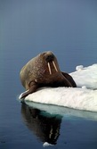 Nordeuropa, Grnland: Inuit, Eisberge und Nordlichter - Walross