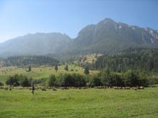 Osteuropa, Rumnien: Natur und Kultur Siebenbrgens im Herzen Rumniens - Schafsherde vor den Sdkarpaten
