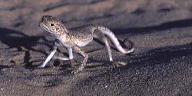 Arabische Halbinsel, Orient, Oman: Rub-al Khali - Expedition ins "Leere Viertel" 