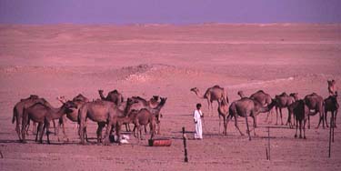 Arabische Halbinsel, Orient, Oman: Rub-al Khali - Expedition ins "Leere Viertel" 