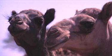 Arabische Halbinsel, Orient, Oman: Rub-al Khali - Expedition ins "Leere Viertel" 